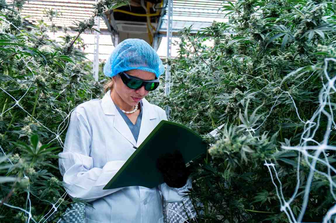 Cannabis Operations