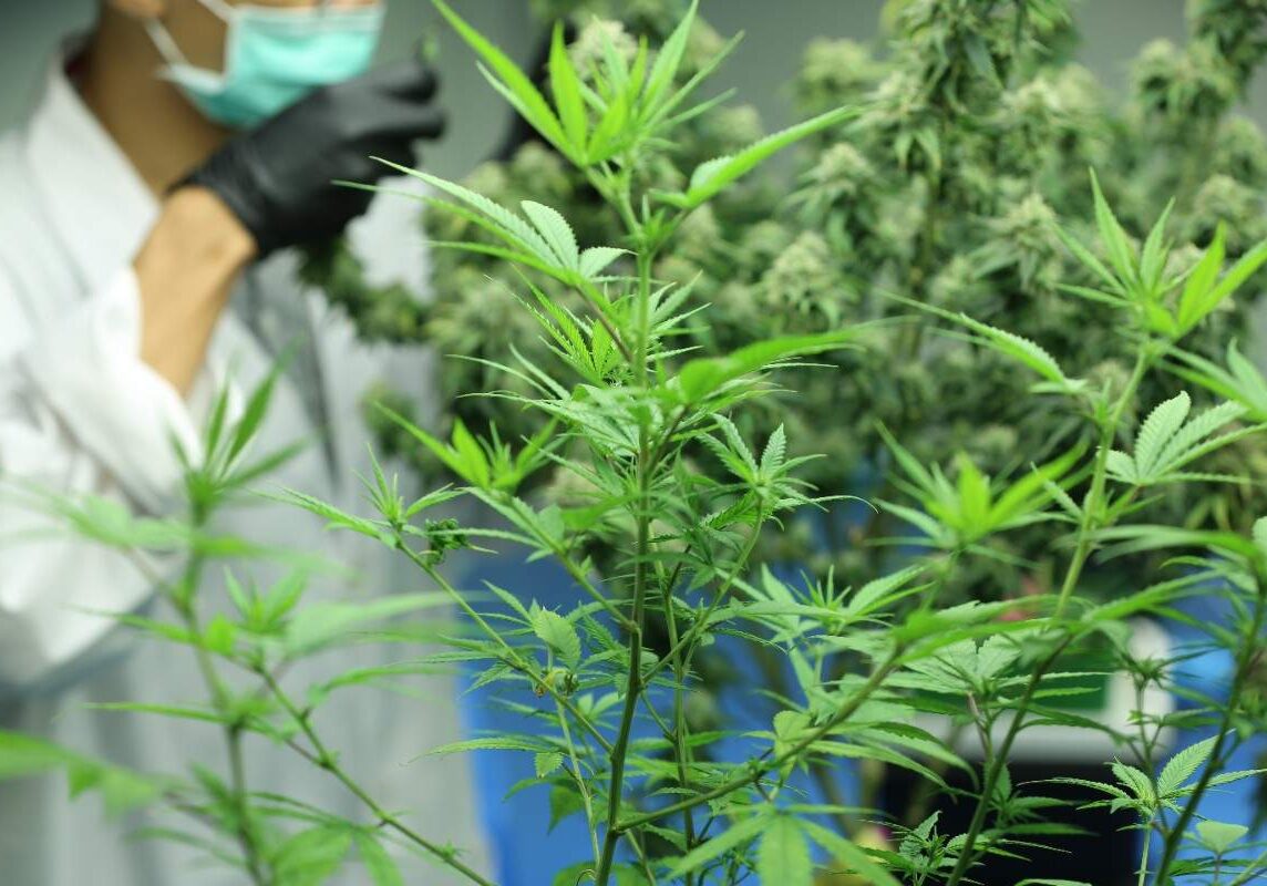 cannabis live security