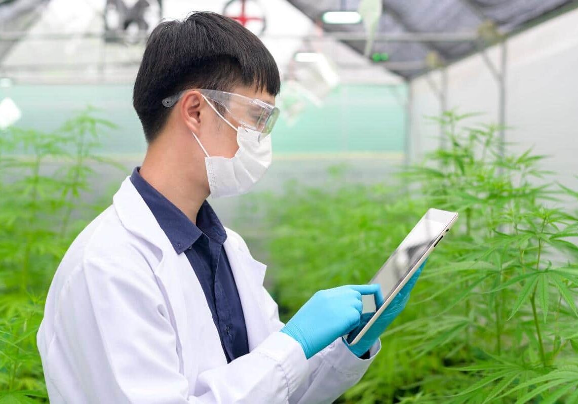 cannabis live video monitoring