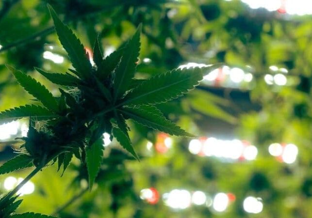 cannabiss