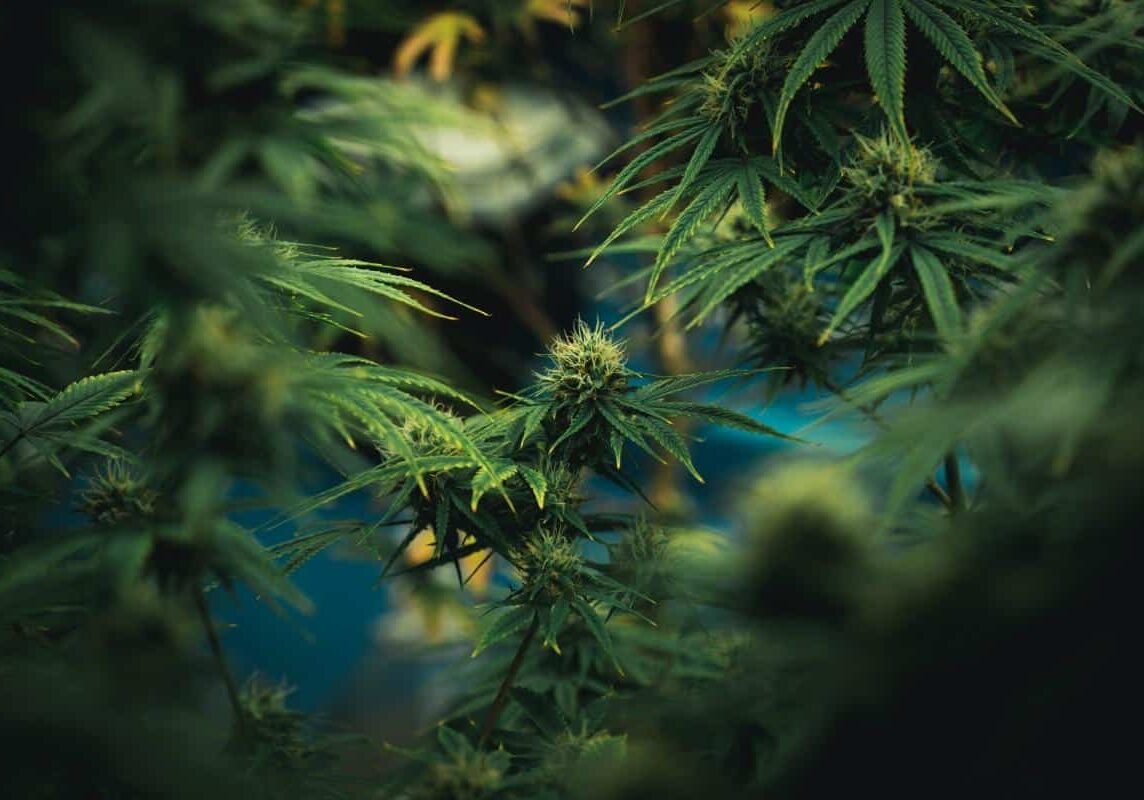 cannabis live video monitoring